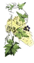 European poisonous plants, white fence beet, Bryonia alba, digitally restored reproduction from a
