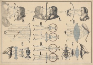 Teaching chart on optics and illustrates various optical principles in connection with the human