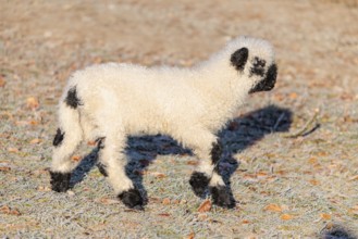 A Valais Blacknose lamb (Avis Aries) runs across a frost-covered pasture in early morning light.