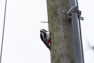 Great spotted woodpecker (Dendrocopos major) pecking on a utility pole in the city. Stuttgart,