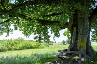 Mozarteiche am Seeoner See, Seeon, Chiemgau, Upper Bavaria, Bavaria, Germany