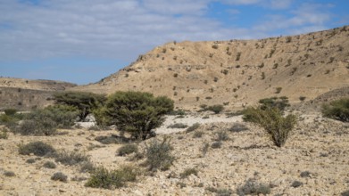 Frankincense trees (Burseraceae) in a barren landscape, Oman