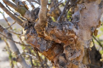 Trunk of frankincense tree (Burseraceae), Oman