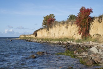 Cliffs on the shores of the Baltic Sea, autumn colors, Klein Zicker, Mönchgut, Rügen island, Baltic