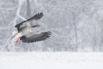 A greylag goose (Anser anser) flies through a snowy winter landscape during snowfall, Hesse,