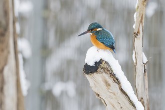 A kingfisher (Alcedo atthis) sits on a snow-covered branch and looks down, Hesse, Germany