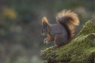 Red squirrel (Sciurus) on rootstock