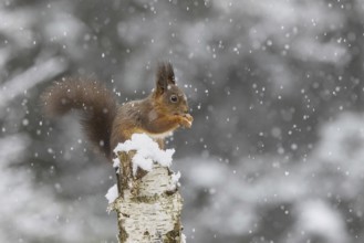 Red squirrel (Sciurus) feeding on a dead birch tree during snowfall