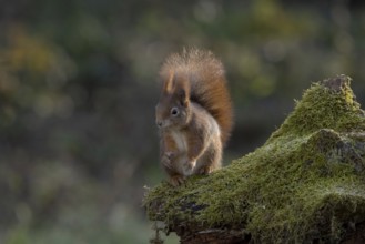 Red squirrel (Sciurus) sitting on a rootstock