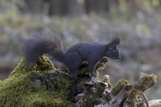 Dark squirrel Squirrel (Sciurus) on rootstock