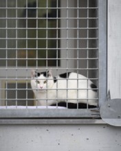 Black and white cat sitting behind a fence at an animal shelter, animal welfare association, animal