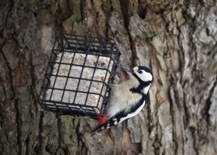 Great spotted woodpecker, (Dendrocopos major) eats fat food, bird feeder in winter,
