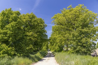 Path through the 200-year-old avenue of lime trees, mainly winter lime trees (Tilia cordata)