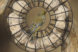 Greenfinch (Chloris chloris) at the winter feeding site, Allgäu, Bavaria, Germany, Allgäu, Bavaria,