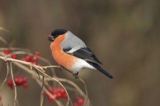 Bullfinch (Pyrrhula pyrrhula) Male eats berries of the common snowball bush (Viburnum opulus)