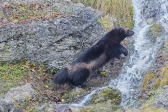 A wolverine (Gulo gulo) jumps over a small stream on a rocky slope covered with green vegetation.