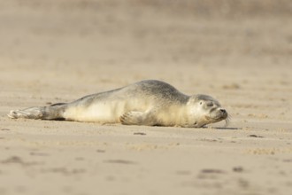 Common or Harbor or Harbour seal (Phoca vitulina) adult animal sleeping on a seaside beach,