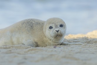 Common or Harbor or Harbour seal (Phoca vitulina) adult animal resting on sand on a beach, England,