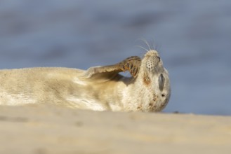 Common or Harbor or Harbour seal (Phoca vitulina) adult animal relaxing on a seaside beach,