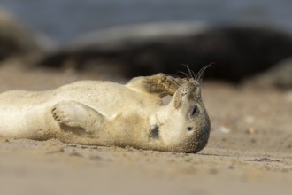 Common or Harbor or Harbour seal (Phoca vitulina) adult marine animal resting on sand on a beach,