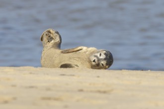 Common or Harbor or Harbour seal (Phoca vitulina) adult animal chilling out on sand on a beach,