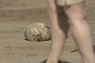 Common or Harbor or Harbour seal (Phoca vitulina) adult animal resting on a seaside beach with a