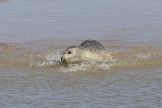 Common or Harbor or Harbour seal (Phoca vitulina) adult marine animal swimming in the shallow water