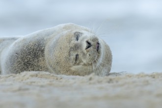 Common or Harbor or Harbour seal (Phoca vitulina) adult animal sleeping on sand on a beach,