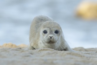 Common or Harbor or Harbour seal (Phoca vitulina) adult animal on sand on a beach, England, United