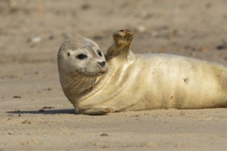 Common or Harbor or Harbour seal (Phoca vitulina) adult marine animal waving on a seaside beach,