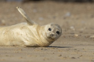 Common or Harbor or Harbour seal (Phoca vitulina) adult animal waving on a seaside beach, England,