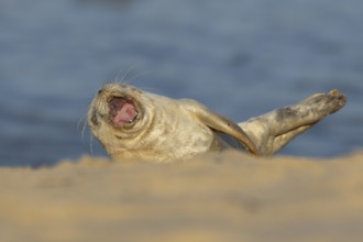 Common or Harbor or Harbour seal (Phoca vitulina) adult animal yawning on a seaside beach, England,
