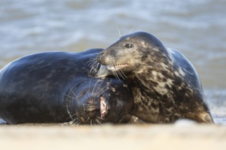Atlantic grey seal (Halichoerus grypus) two adult animals in love courting in the breaking waves of