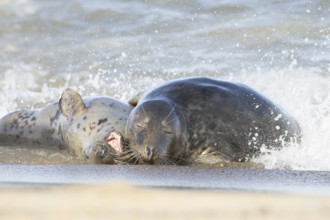 Atlantic grey seal (Halichoerus grypus) two adult animals in love hugging in the breaking waves of