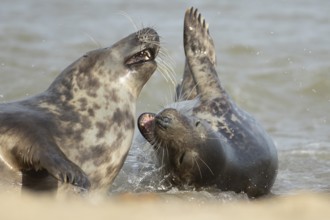 Atlantic grey seal (Halichoerus grypus) two adult animals in love playing in the breaking waves of