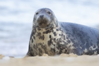 Atlantic grey seal (Halichoerus grypus) adult animal on a seaside beach, England, United Kingdom