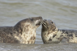 Atlantic grey seal (Halichoerus grypus) two adult animals in love seemingly kissing in the breaking