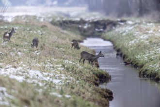 Roe deer (Capreolus capreolus), Emsland, Lower Saxony, Germany