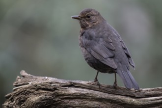 Blackbird (Turdus merula), Emsland, Lower Saxony, Germany