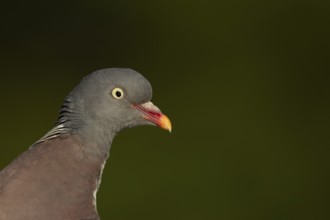 Wood pigeon (Columba palumbus) adult garden bird head portrait, England, United Kingdom