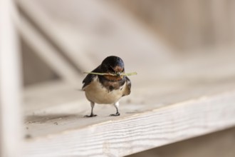 Barn swallow (Hirundo rustica) adult bird with nest material in its beak in summer, England, United
