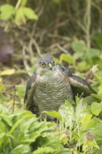 Eurasian sparrowhawk (Accipiter nisus) adult male bird of prey mantling on a small bird its caught