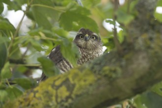 Eurasian sparrowhawk (Accipiter nisus) adult female bird of prey in a tree, England, United Kingdom