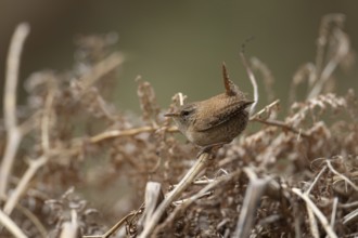 Eurasian wren (Troglodytes troglodytes) adult garden bird on a bracken stem, England, United