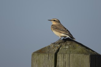 Northern wheatear (Oenanthe oenanthe) adult bird on a wooden post, RSPB Frampton marsh nature