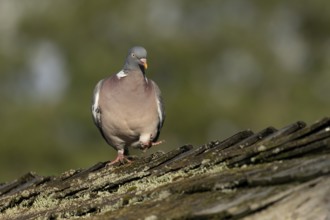 Wood pigeon (Columba palumbus) adult garden bird walking on a shed roof, England, United Kingdom