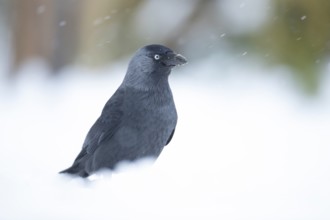 Jackdaw (Corvus monedula) adult bird in a snow covered garden in winter, England, United Kingdom