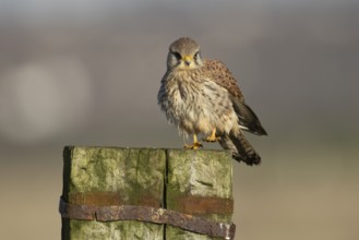 Common kestrel (Falco tinnunculus) adult falcon bird of prey on a wooden post, England, United