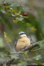 Eurasian nuthatch (Sitta europaea) adult bird on a tree branch in a woodland in autumn, Wales,