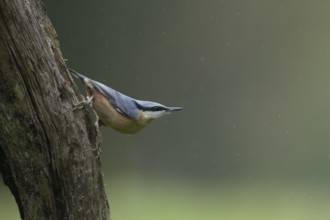 Eurasian nuthatch (Sitta europaea) adult bird on a tree trunk in a woodland in autumn, Wales,